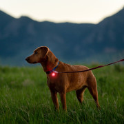 Luz para perro Nite Ize Spotlit Rechargeable Collar Light - Disc-O Tech