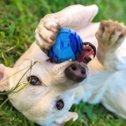 Juguete para perro Nerf Dog Set Lightning & Sonic