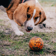 Juguete para perro Explorer Dog AirBall Tips 8 cm