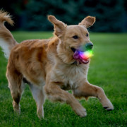 Juguete para perro Nite Ize GlowStreak Wild LED Ball