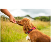 Collar para perro Mountain Paws Extra Tough Dog Collar