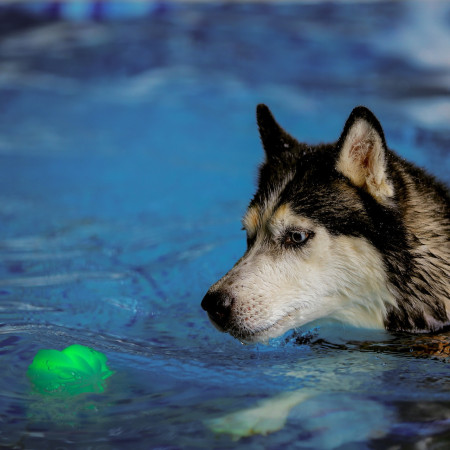 Juguete para perro Nite Ize GlowStreak Wild LED Ball