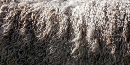 Las ovejas saben cómo vestirse para la naturaleza. ¡Con merino!