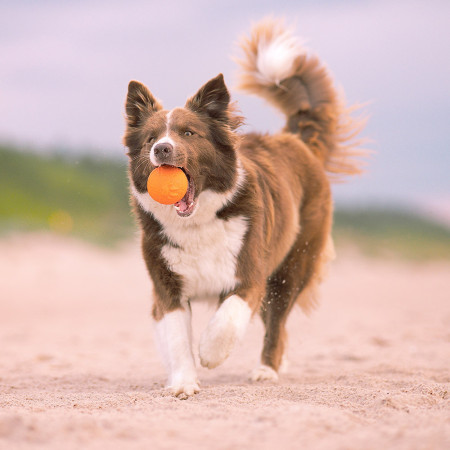 Juguete para perro Explorer Dog AirBall Tips 8 cm