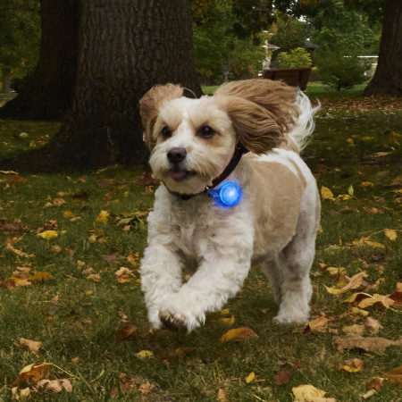 Collar luminoso para perro Nite Ize SpotLit Rechargeable Collar Light