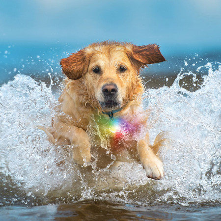 Luz para perro Nite Ize SpotLit® Splash™