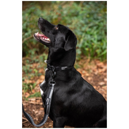 Correa con amortiguador Mountain Paws Stretch Dog Lead
