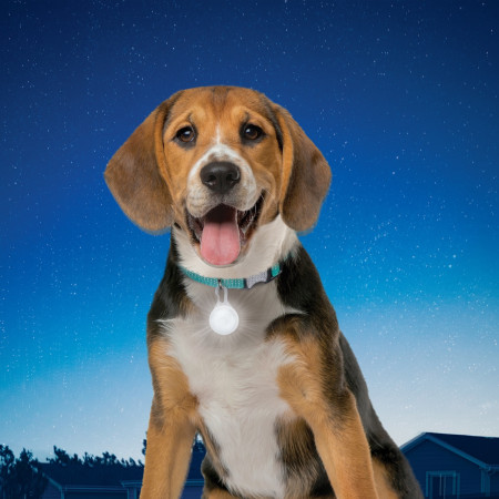 Collar luminoso para perro Nite Ize SpotLit Collar Light