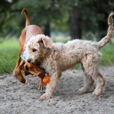 Juguete para perro Explorer Dog AirBall 6,5 cm