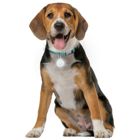 Collar luminoso para perro Nite Ize SpotLit Rechargeable Collar Light