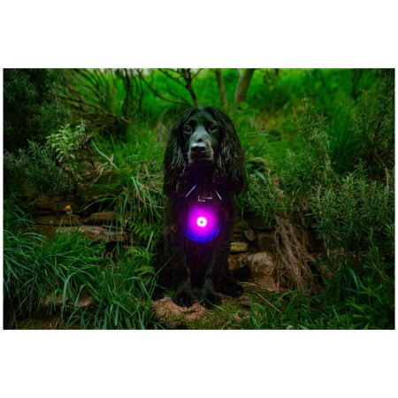 Luz para perro Mountain Paws Dog Safety Light