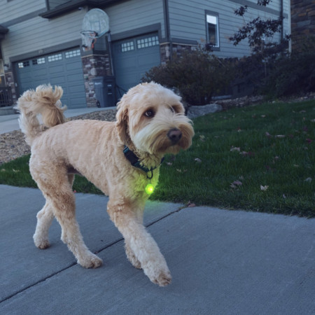 Collar luminoso para perro Nite Ize SpotLit Rechargeable Collar Light