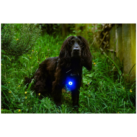 Luz para perro Mountain Paws Dog safety light 2-Pack