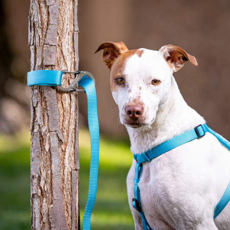 Mosquetón Nite Ize SlideLock Pet S-Biner