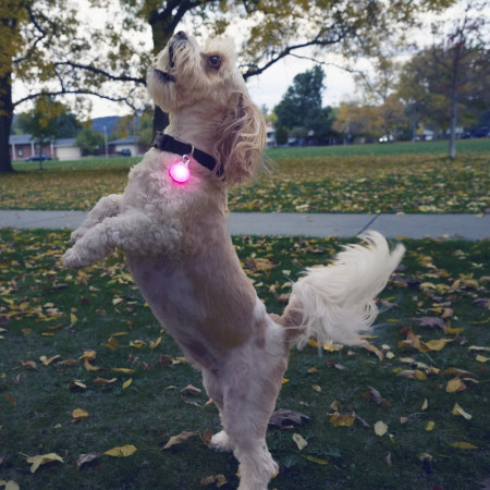 Collar luminoso para perro Nite Ize SpotLit Rechargeable Collar Light