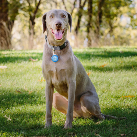 Localizador para perros Nite Ize Apple AirTag Wearabout