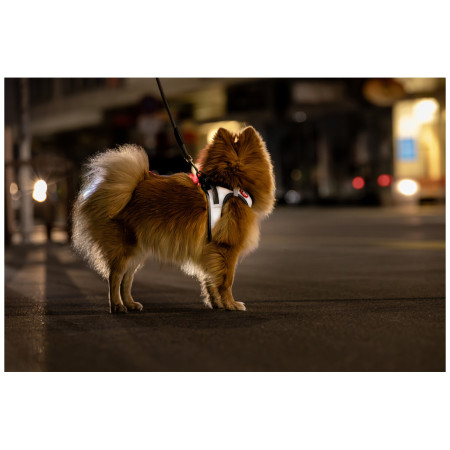 Arnés para perro Curli Glow Reflective