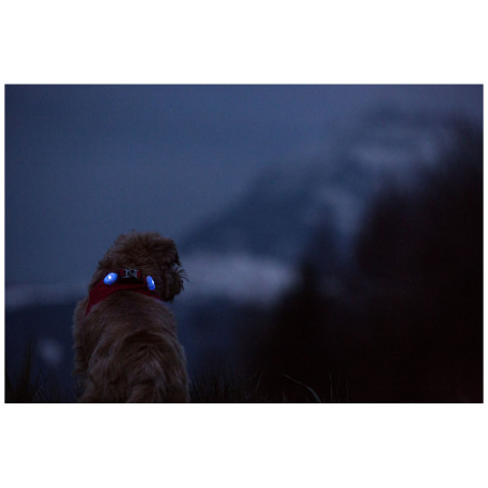 Luz para perro Curli Luumi LED