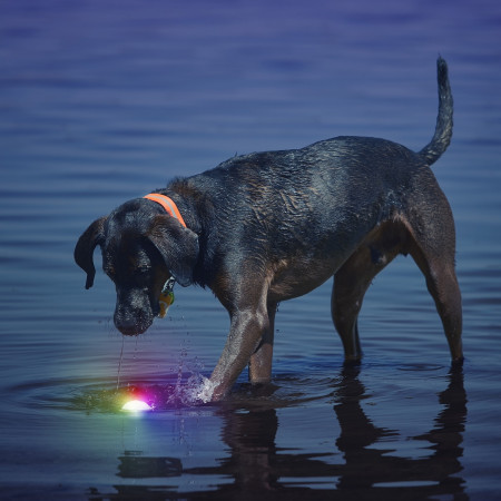Juguete para perro Nite Ize Glowstreak LED Ball