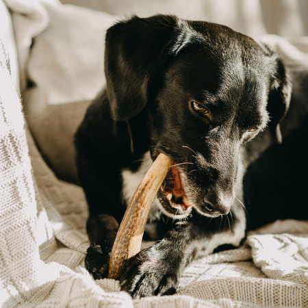 Juguete para perro Explorer Dog Antler Chew easy