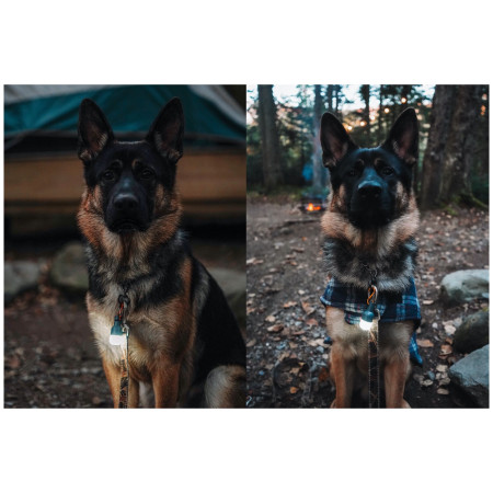 Juego de luces BioLite Site Lights