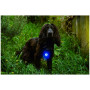 Luz para perro Mountain Paws Dog Safety Light