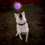 Juguete para perro Nite Ize Glowstreak LED Ball