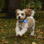 Collar luminoso para perro Nite Ize SpotLit Rechargeable Collar Light