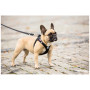 Correa para perro Curli Adjustable Leash Nylon