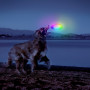 Juguete para perro Nite Ize Flashflight® Dog Discuit™ LED Flying Disc