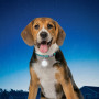 Collar luminoso para perro Nite Ize SpotLit Collar Light