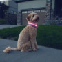 Collar luminoso para perro Nite Ize NiteHowl® Rechargeable LED Safety Necklace