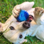 Juguete para perro Nerf Dog Set Lightning & Sonic