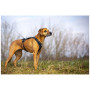 Correa para perro Curli Ultra Strong Pocket Leash