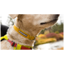 Collar para perro Ruffwear Hi & Light™ Collar
