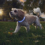 Collar luminoso para perro Nite Ize NiteHowl® Rechargeable LED Safety Necklace