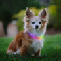 Collar luminoso para perro Nite Ize NiteHowl Mini LED
