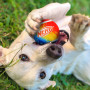 Juguete para perro Nerf Dog Blaster + Tennis Balls 2 pcs