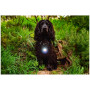 Luz para perro Mountain Paws Dog Safety Light
