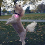 Collar luminoso para perro Nite Ize SpotLit Rechargeable Collar Light