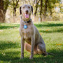 Localizador para perros Nite Ize Apple AirTag Wearabout