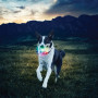 Juguete para perro Nite Ize Glowstreak LED Ball