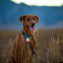 Luz para perro Nite Ize SpotLit®