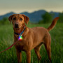 Luz para perro Nite Ize Spotlit Rechargeable Collar Light - Disc-O Tech