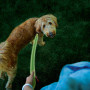Correa para perro Nite Ize LED NiteDog