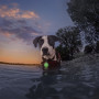 Luz para perro Nite Ize SpotLit® Splash™